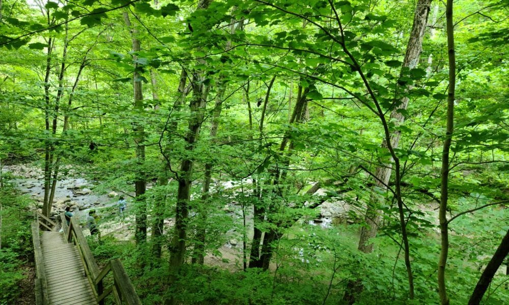 Indulging in a moment of tranquility amidst the greenery, Rock Glen Conservatory