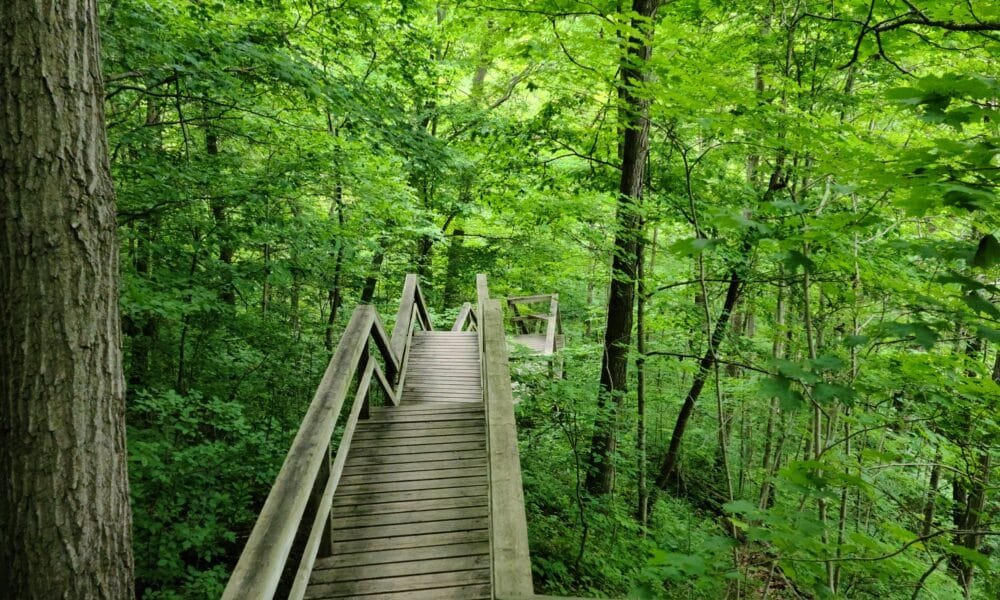 Walking in the green, Rock Glen Conservatory